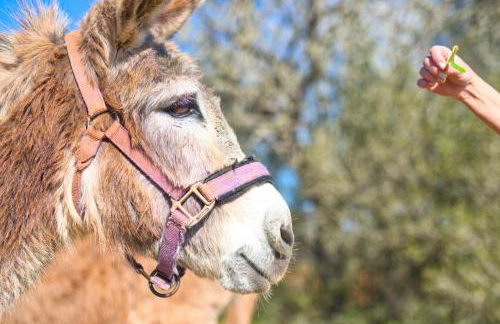 Finca Can Puput Bó - Foto 22