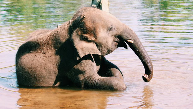 Découvrez le sanctuaire de la jungle des éléphants - Demi-journée - Photo 3