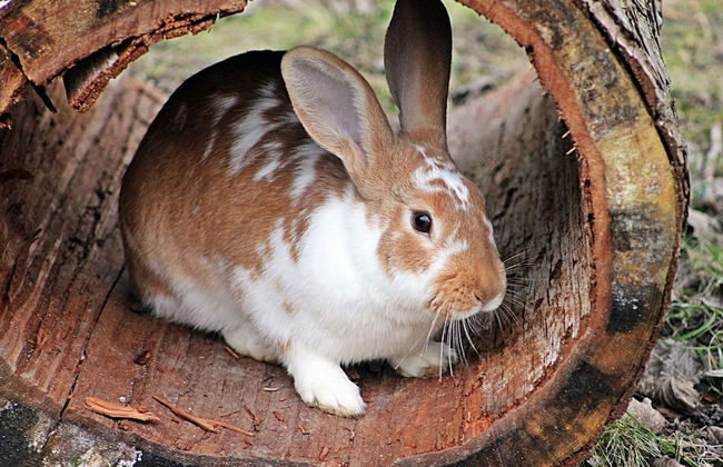 Apartment Hallstatt Dachstein Inn - Foto 66