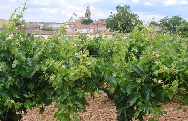 Bodegas De Alberto Tour - Photo 6