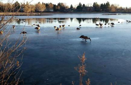 6224 S Datura St - Foto 41