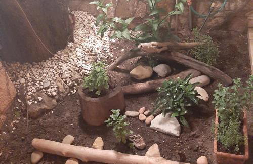 Magic Mola - Foto 19