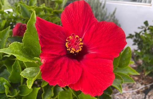 Apartamerica 471, Gartenwohnung, Pool, 150 M zum Strand, Las Americas - Foto 80