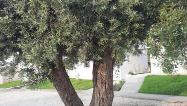 Astrum Luxury Suites - Foto 3