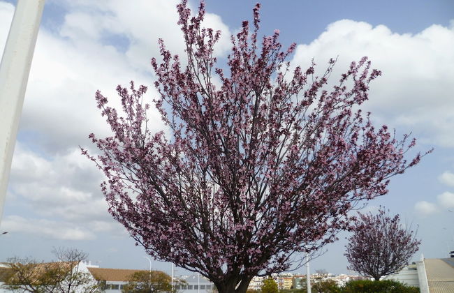 3-bed Apartment in Town Centre With Beach Access! - Foto 25