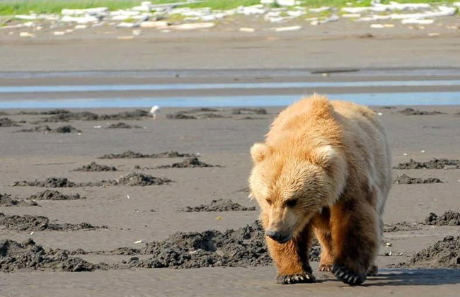 Avistamiento de osos grizzly - Foto 6