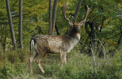 Rustic Holiday Home in Ortignano with Swimming Pool - Foto 60