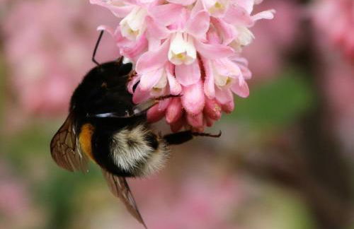 Tarnewitz in the Thorstorf estate barn - Foto 14