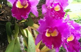 Hale Mapuana - Foto 28