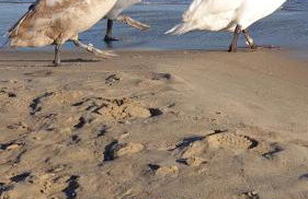 7 Sopot, 5 min do morza - Foto 12