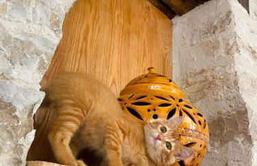 Gîte Casa Liã - Foto 22