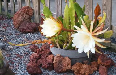 Quinta da Carlota - Photo 35