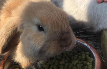 Willow Court Farm Studio South & Petting Farm, 8 mins from Legoland & Windsor, 15 mins from Lapland UK - Foto 94