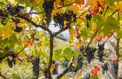 Casa Dona Aninhas - Douro - Foto 17