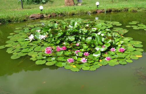 Fewo Scherb - Foto 35