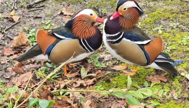 maison au calme avec piscine - Foto 4