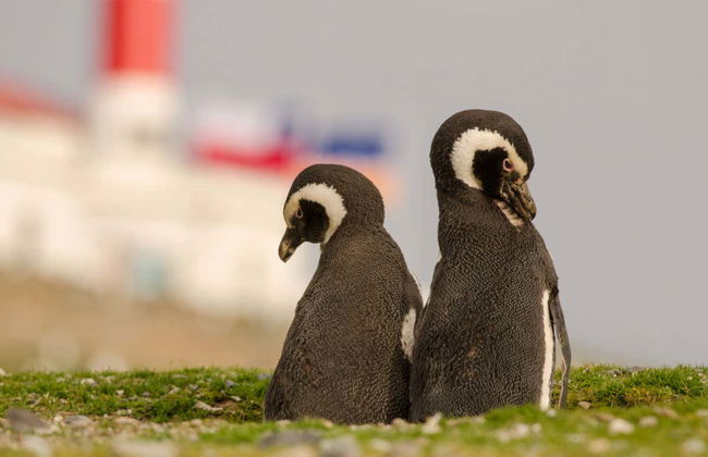 Excursion aux îles Magdalena et Marta en bateau à moteur - Photo 1