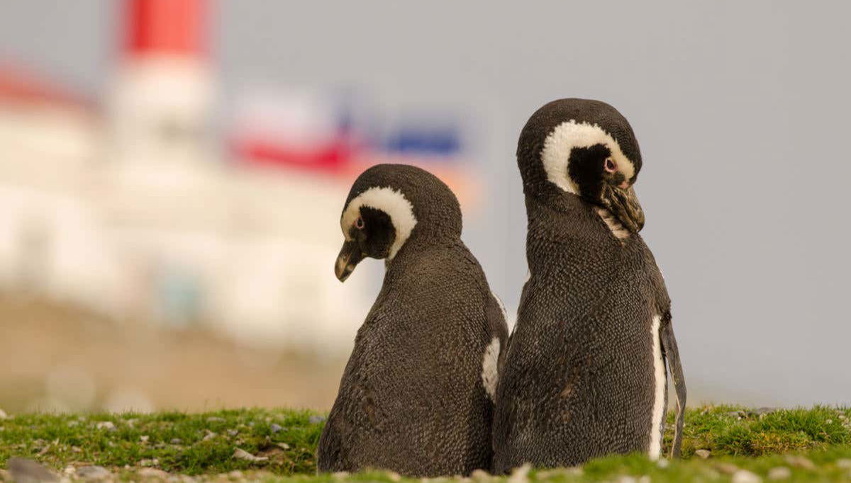 Pingüinos de Magallanes