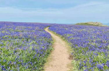 Charming coastal cottage - pet friendly! - Photo 59