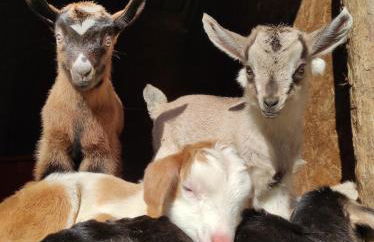 Agriturismo Podere Asche - Photo 7