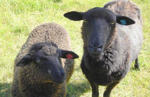 Höftresidenz Ferienwohnung 25 - Foto 17