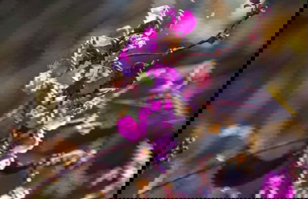 Biglietti per i giardini di Puygirault - Foto 2