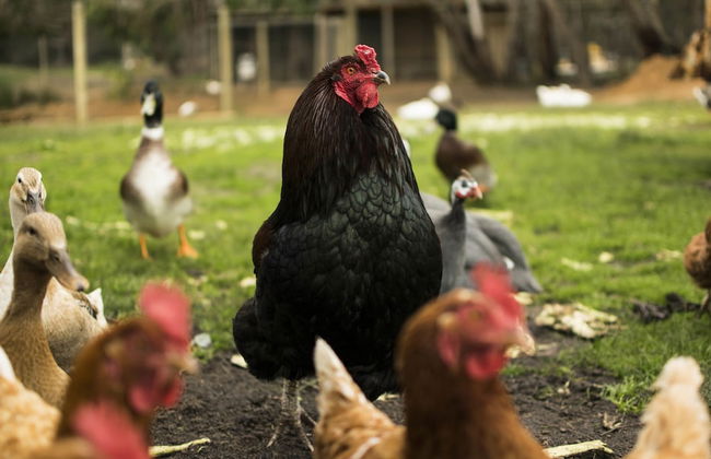 Freshwater Creek Cottages and Farm Stay - Foto 61