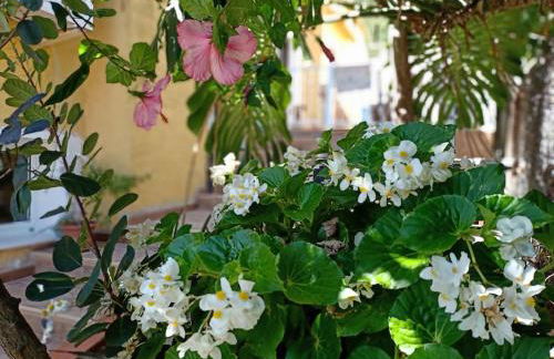 VILLA FALCONERA APARTAMENTS, GANDIA a las faldas de la montaña RELAX & PETS - Foto 37