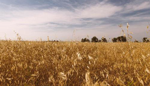 Borgo Le Colline Luxury Agriturismo in Tuscany - Foto 5