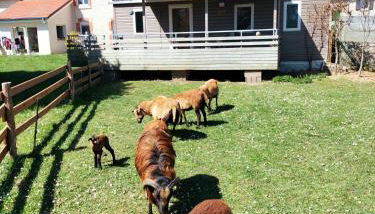 Cottage gîte aux Lauriers Lacroix sur meuse - Foto 4