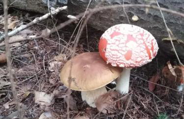 Waszczyszynówka Bieszczady - Foto 14