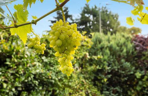 Ferienwohnungen Kuhlmann - Foto 11