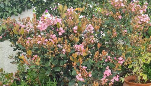 Casa Jazmin - Foto 2, Garden