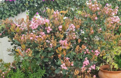 Casa Jazmin - Foto 2