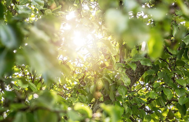 Trädgårdshuset i Sankt Olof - Foto 48