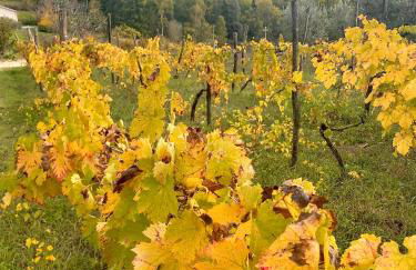 Donna Vittori - Borgo Agricolo - Foto 66