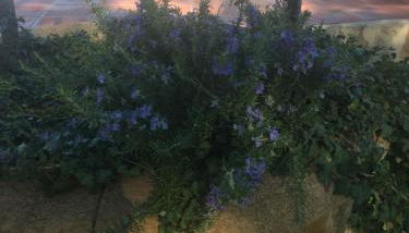 villa mar - Foto 3, Garden