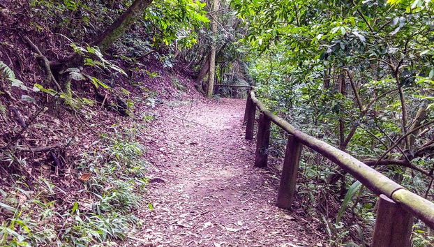 Ruta privada de senderismo por el parque de Jaraguá - Foto 4