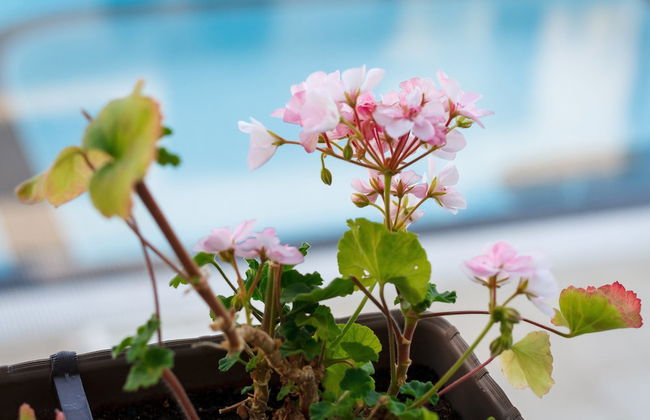 New Line Village Apartments - Foto 60