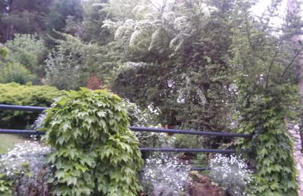 Six Steps From The Forest - Photo 8