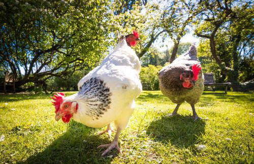 Le Clos du Verger - Foto 25