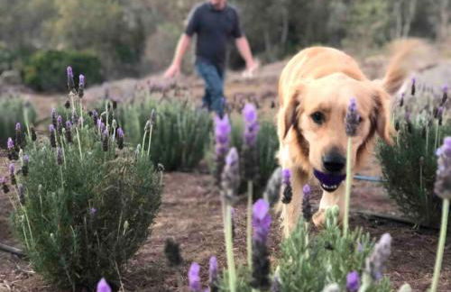 Tiny House - mountain views close to everything - Foto 10