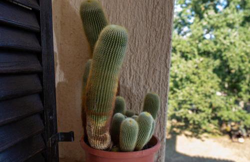 Apartments with parking space Sveti Lovrec, Central Istria - Sredisnja Istra - 24888 - Foto 9