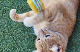 Casa Guisguey - Foto 29