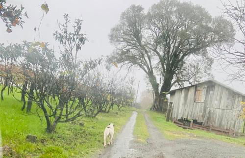 Cabana nas Nuvens - Foto 29