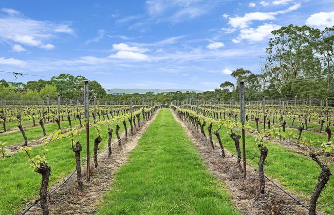 Gisborne Peak Winery Cottages - Foto 55