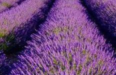 Appartement vue panoramique au domaine et golf de pont royal - Foto 38