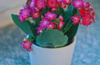 Tulip apartment with your private entrance - Foto 4