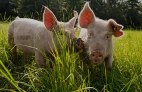 Lavender Retreat with Private Hot Tub - Photo 24