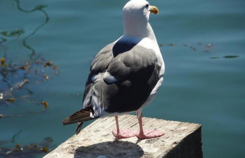 Avila Beach Retreat - Foto 36